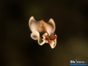 F L Y I N G - W O R M
Flat worm ( Platyhelminthes )
Red... by Irwin Ang 